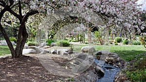 Cherry blossom tree flowering over stream in beautiful garden park during spring