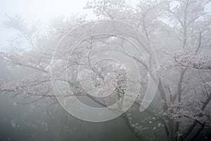 Cherry blossom tree