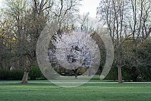 Cherry Blossom Tree in Full Bloom in Spring Park