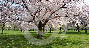 A cherry blossom tree in full bloom in spring time