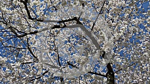Cherry blossom tree in full bloom video