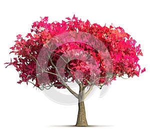 Cherry blossom tree isolated 3D illustration