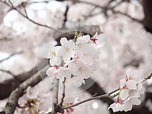 Cherry blossom on tree in Japan