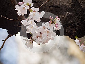 Cherry blossom on tree in Japan