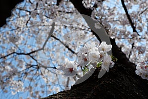 Cherry Blossom Tree in Jinhae-gu, Busan, South Korea