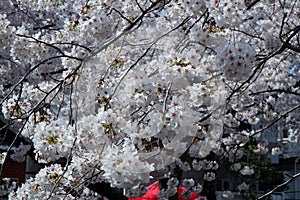 Cherry Blossom Tree in Jinhae-gu, Busan, South Korea