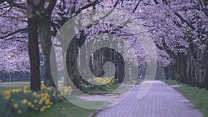 Cherry blossom tree-lined avenue at dawn