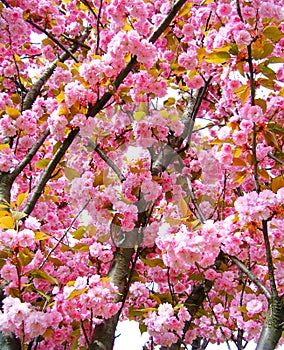 Cherry blossom tree in London