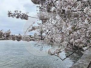 Cherry Blossom Tree Losing its Petals