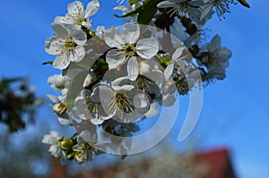 Cherry blossom tree. Nature scene with sun in Sunny day. Spring flowers. Abstract blurred background in Springtime.