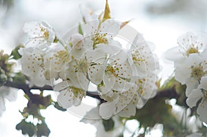 Cherry blossom tree. Nature scene with sun in Sunny day. Spring flowers. Abstract blurred background in Springtime.