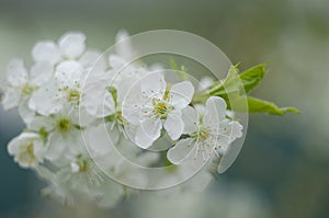 Cherry blossom tree. Nature scene with sun in Sunny day. Spring flowers. Abstract blurred background in Springtime.