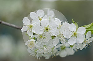 Cherry blossom tree. Nature scene with sun in Sunny day. Spring flowers. Abstract blurred background in Springtime.