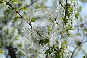 Cherry blossom tree. Nature scene with sun in Sunny day. Spring flowers. Abstract blurred background in Springtime.