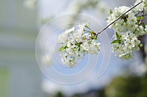 Cherry blossom tree. Nature scene with sun in Sunny day. Spring flowers. Abstract blurred background in Springtime.