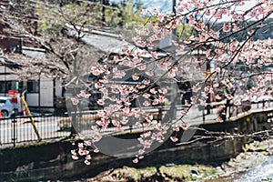 Cherry blossom tree near the riverside