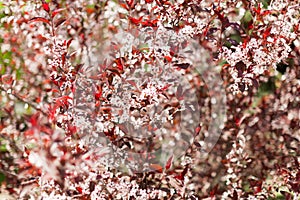 Cherry blossom tree with pink and red flowers background.Tall cherry tree with blossomed branches on a sunny spring day.