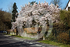 Cherry Blossom Tree by a Road in a Garden