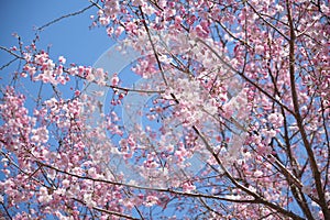 Cherry blossom tree sakura in spring season in Tokyo Japan, Spring background