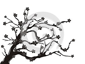 Cherry blossom tree silhouette