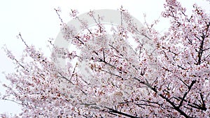 Cherry blossom tree and sky