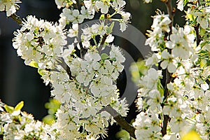 Cherry blossom tree in spring