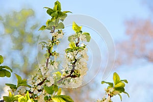 Cherry blossom tree in spring