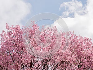 Cherry blossom tree in spring time at park