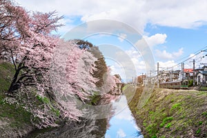 Cherry blossom tree and trains in Japan with light for background
