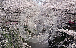 Cherry blossom tree tunnel in full bloom on river background