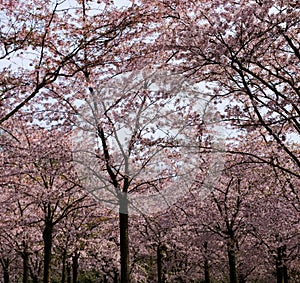 Cherry Blossom Trees