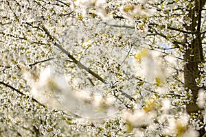 Cherry blossom trees all around