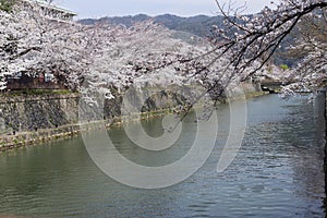 Cherry Blossom Trees along a Branch of the Lake Biwa Canal in Okazaki area in Kyoto