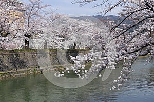 Cherry Blossom Trees along a Branch of the Lake Biwa Canal in Okazaki area in Kyoto