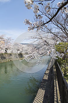 Cherry Blossom Trees along a Branch of the Lake Biwa Canal in Okazaki area in Kyoto