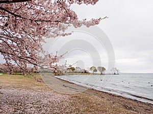 Cherry blossom trees along Lake Biwa, Nagahama, Japan