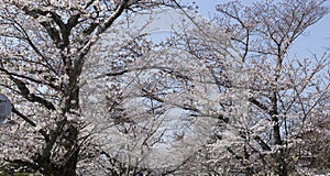 Cherry Blossom Trees along of Philosophe`s path in Kyoto for backgrounds