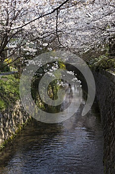 Cherry Blossom Trees along of Philosophe`s path in Kyoto for backgrounds