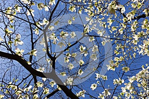 Cherry Blossom Trees in Bloom against a Blue Sky