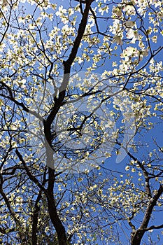 Cherry Blossom Trees in Bloom against a Blue Sky