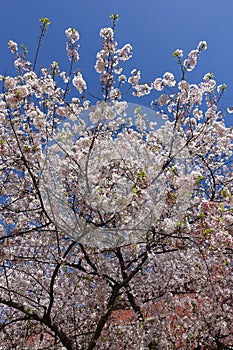 Cherry Blossom Trees in Bloom against a Blue Sky