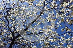 Cherry Blossom Trees in Bloom against a Blue Sky