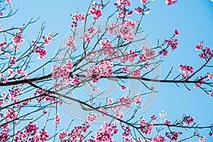 Cherry blossom trees with blue sky