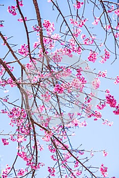 Cherry blossom trees with blue sky