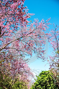 Cherry blossom trees with blue sky