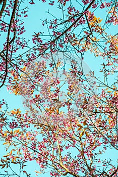 Cherry blossom trees with blue sky