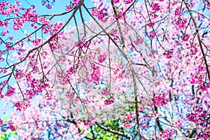 Cherry blossom trees with blue sky