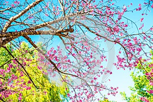 Cherry blossom trees with blue sky