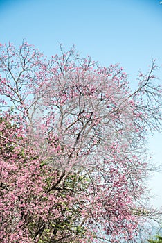 Cherry blossom trees with blue sky