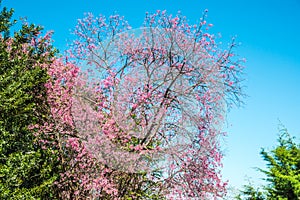 Cherry blossom trees with blue sky